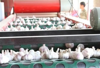 Persidangan Perspektif Industri Bawang Putih (B)