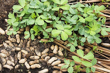 Tuai Kacang Kecil di Pekan Yanglin