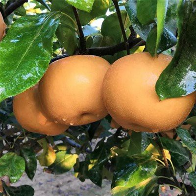 Berapa lama pir dalam kotak hadiah pir bertahan?